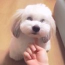 댕댕이라이프 이미지