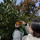 성산농장 | [제주 동쪽 여행] 3월 내돈내산 귤따기 체험, 제주 가볼만한 곳