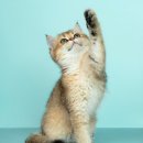 유케어종합동물병원 이미지