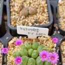 헤르마 이미지