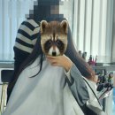 도안홈마트 | 대전 도안동 미용실 :: 긴머리레이어드펌 (매직셋팅펌) 잘하는 루덴헤어