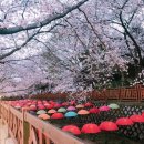 출발확정 [돌핀투어] 4월1일(토) 진해 벚꽃놀이 군항제 버스투어 이미지