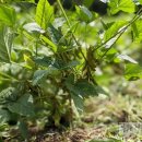 베틀농장 이미지