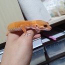 옐로우트램