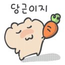 반려담애견유치원 이미지