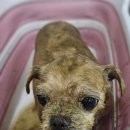 헤어멍펫살롱 이미지