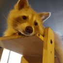 쿠니쿠니