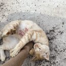 티롤 이미지
