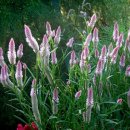 여우꼬리 이미지