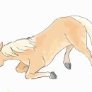 비어8톤 | [승마일기] 첫 낙마