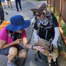 2024.8/30 ~ 9/2 Zion NP. Observation Point and Middle Fork 이미지