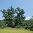 안동 용계리 은행나무(安東 龍溪里 銀杏나무. 천연기념물 제175호) 이미지