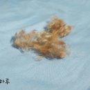 아지발바닥 이미지