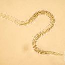 농림축산검역본부(식물검역기술개발센터) 이미지