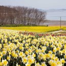 2025년 섬 수선화축제 이미지