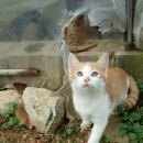 레이로우