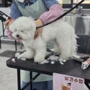 폼#반려견미용실 | 노원애견미용실 1인샵 창업 후기