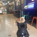 까네지노 이미지