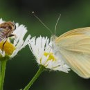 벌과나비 이미지