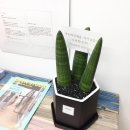 동성시장 이미지