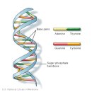 DNA