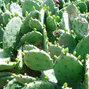 천년초마을영농조합법인 이미지