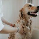 젤리펫살롱 with 아로마 이미지