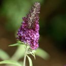 부들레야..Butterfly bush 이미지