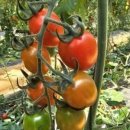 오포1동-18 이미지