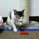 고양이세수 이미지