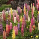 제주 여행시 놓쳐서는 안되는곳 알아 보기 이미지