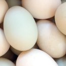 황금오리알 이미지