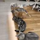 캣플 동탄점 이미지