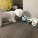 레오메디 이미지