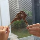 코델리아 | 부안 풀빌라 펜션 '코델리아' 개별 수영장 바베큐 후기