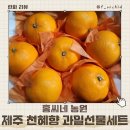 과일선물세트 추천 홍씨네 농원 고당도 제주 천혜향