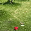 영신송이