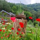곰배령 팜스테이 이미지