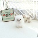 화이트포메라니안 이미지