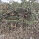 양구고대리2지구 지석묘군 이미지