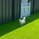 가평 댕댕이 애견 풀빌라 펜션 블루 이미지