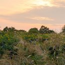 하늘공원 이미지