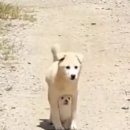 똥강아지 - 창원시 마산회원구 광려천서로 47-1 | 똥강아지