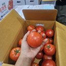 건강식품 GAP 인증 완숙토마토!!!! 이미지