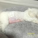 미시하임 이미지