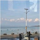 바다를 품은 돼지 이미지