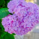 화원식육식당 이미지