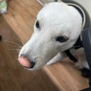 281 | 진돗개 분양후기281: 비둘기, 창문 보기, 참견, 편식, 간식가게 폐업, 옆집 강아지