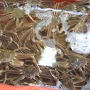 구룡포대게 이미지