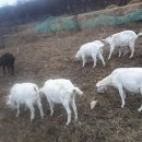 부귀농장 이미지